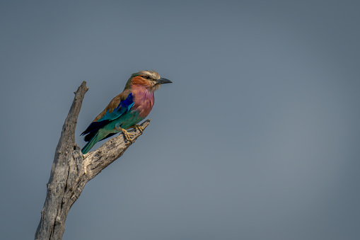 Lilac-breasted roller on dead twig with catchlight