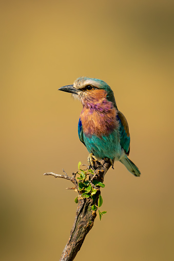 Lilac-breasted roller on diagonal twig with catchlight