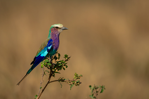 Lilac-breasted roller on leafy branch in profile