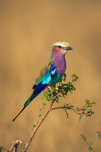 Lilac-breasted roller on leafy twig with catchlight