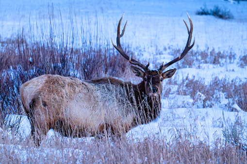 Photo of a browtined bull elk in the willows at dusk.