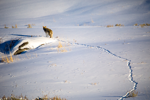Photo of a Coyote searching for his next meal thru the winter snow.
