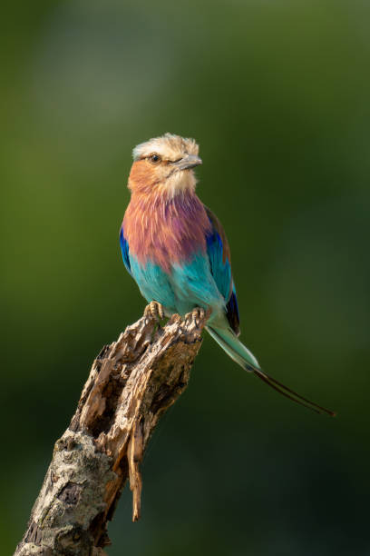 istock Lilac-breasted roller turns head on dead twig 2017067922