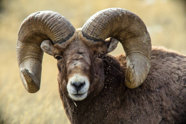 istock Bighorn Ram Portrait 2017067928