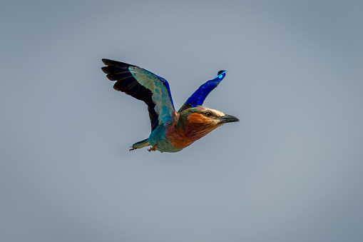 Lilac-breasted roller with catchlight flies through sky