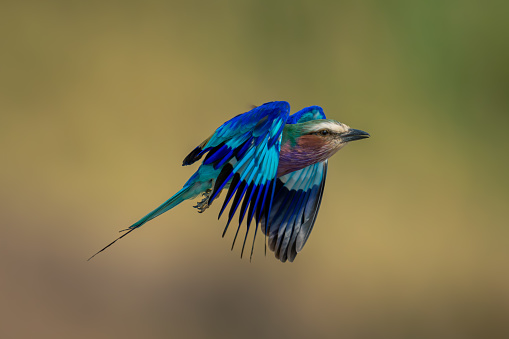 Lilac-breasted roller with catchlight flies over boulder