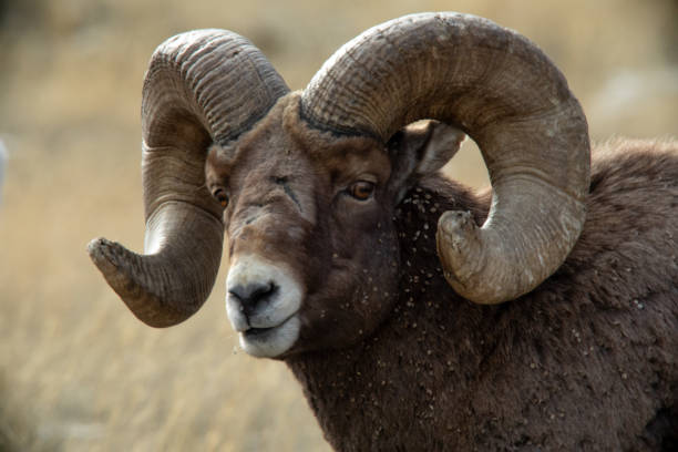istock Bighorn Ram Portrait 2017067937