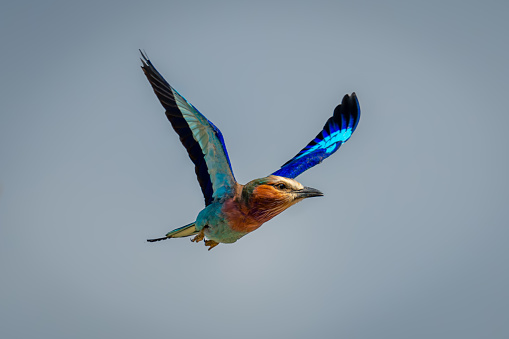 Lilac-breasted roller with catchlight flying from branch
