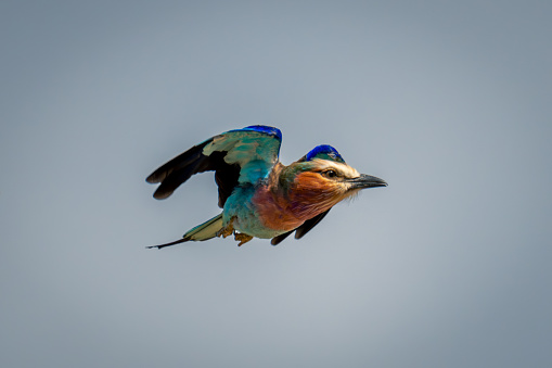 Lilac-breasted roller with catchlight flies from branch