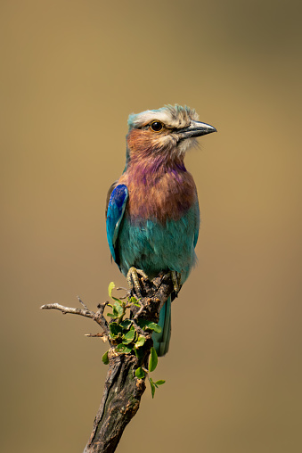 Lilac-breasted roller with catchlight on diagonal twig