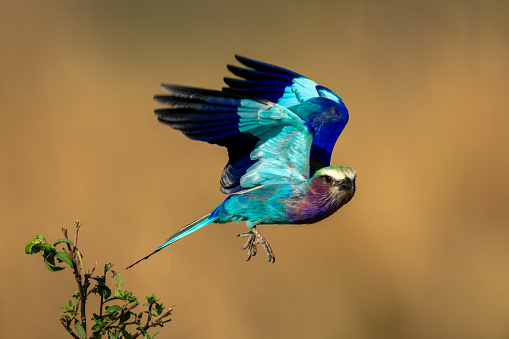 Lilac-breasted roller with catchlight flying from bush