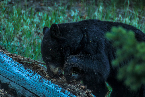 Photo of a black bear eating ants on a log in Yellowstone National Park.
