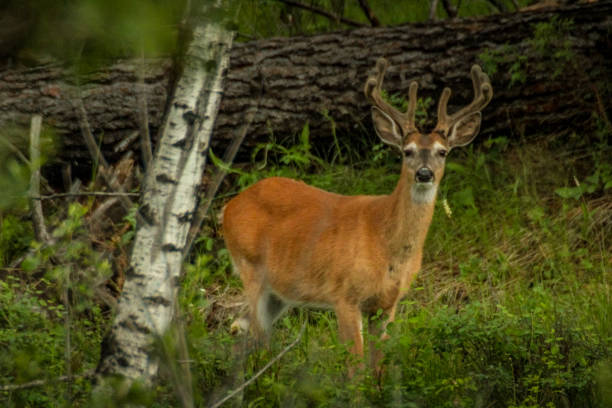 istock Velvet Whitetail Buck 2017068476