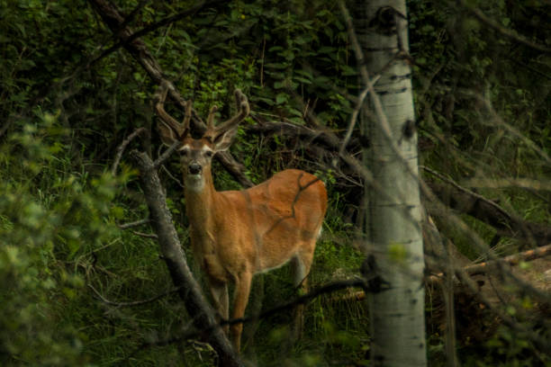 A handsome male mule deer, specifically Columbian Black Tail, poses for a portrait in a forest setting in Washington state, USA.    The stag has a nice rack of antlers and a thick coat.