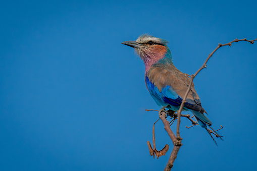 Lilac-breasted roller with catchlight on thin twig