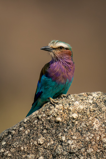 Lilac-breasted roller with catchlight on knobbly rock