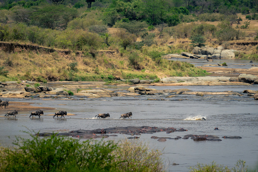 Line of blue wildebeest galloping across river