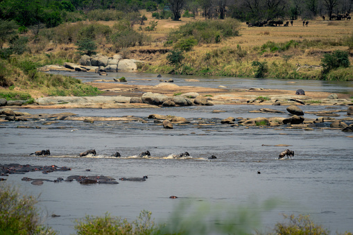 Line of blue wildebeest swimming across river