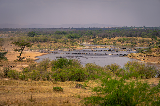 Line of blue wildebeest walk across Mara