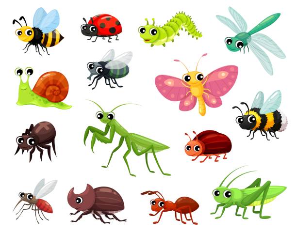 illustrazioni stock, clip art, cartoni animati e icone di tendenza di insetti dei cartoni animati, personaggi divertenti del bambino, insetto, scarabeo - grasshopper cricket insect symbol