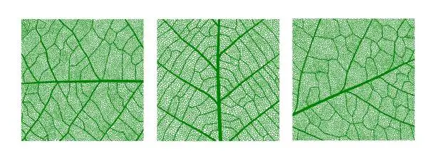 Vector illustration of Green leaf texture pattern, leaf with veins, cells