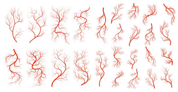 Red veins, human anatomy, blood artery collection Red veins. Anatomy, blood vein artery. Human circulatory system blood vessels tree, eyeball capillary and vector red veins collection. Anatomical and medical texture, heart aorta and body arteries set blood wallpaper stock illustrations