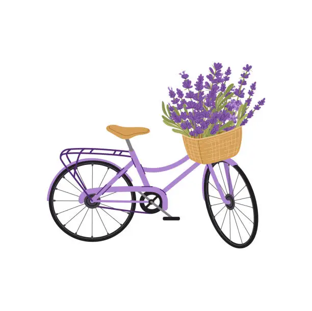 Vector illustration of Bicycle with lavender flowers, provence transport