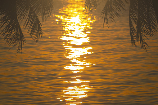 close up palm tree and sea at sunset
