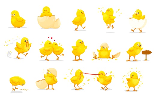 Cartoon chick characters of cute baby chickens. Little yellow farm bird vector personages with egg shells, worms and grains. Fluffy chicks hatching, sitting, running and eating, jumping and walking