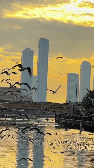 Seagulls during sunset, Sharjah city, city after rain, cloud sky