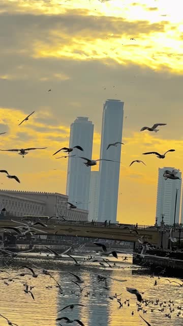 Seagulls during sunset, Sharjah city, city after rain, cloud sky