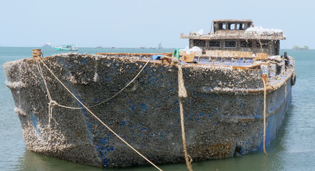 close up of seashells covered long ship anchored in shallow water. The boat  is adorned  with a variety of seashells, including clams and conchs