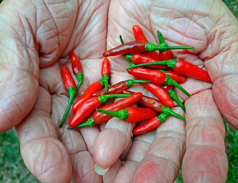 Elderly hands holding Red Chili.