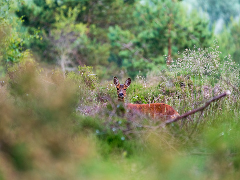 Roe deer hind (female) at Gordon Community Woodland in the Scottish Borders