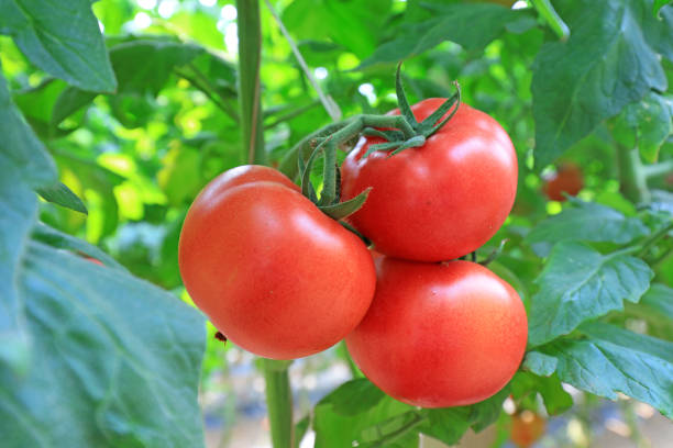 istock Ripe tomatoes are on the farm, North China 2017157295