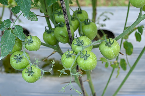 Close Up Tomato Field