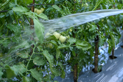 Tomato plants are being watered