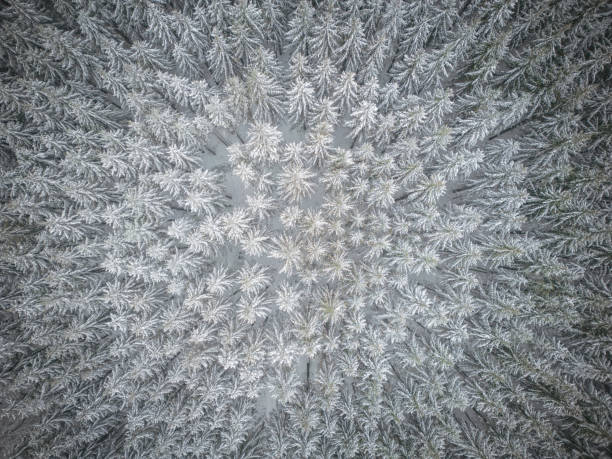 istock Top down view of snow convert fir trees on the hill 2017198891