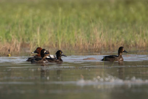 istock Flock of tufted Ducks in wetland 2017202047
