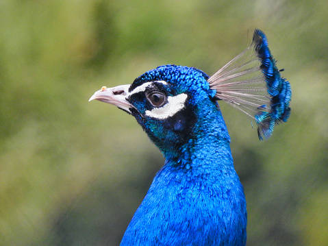 A stunning peacock against a blurry backdrop