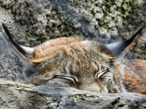 Resting Lynx