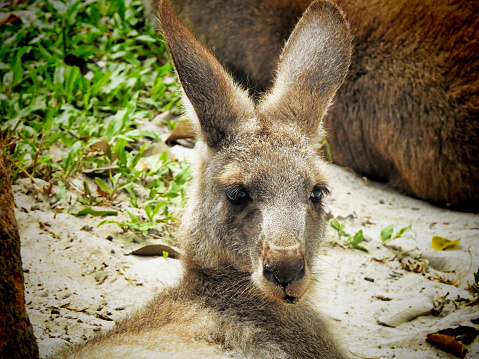 Resting Kangaroo