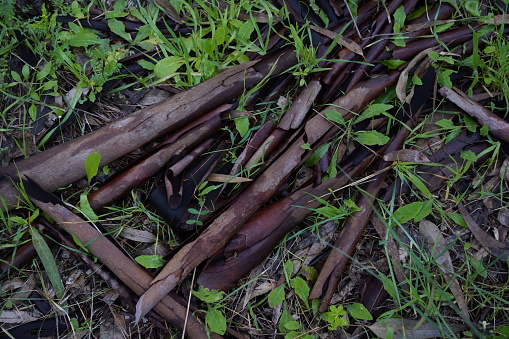 Plant litter. Rotting eucalyptus  leaves, small twigs, sticks.