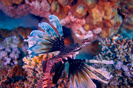The beauty of the underwater world - The red lionfish (Pterois volitans) is a venomous coral reef fish in the family Scorpaenidae, order Scorpaeniformes - scuba diving in the Red Sea, Egypt.