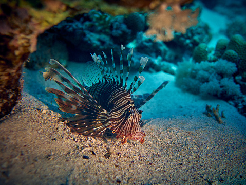 The beauty of the underwater world - The red lionfish (Pterois volitans) is a venomous coral reef fish in the family Scorpaenidae, order Scorpaeniformes - scuba diving in the Red Sea, Egypt.