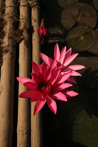 Bamboo bridge with pink waterlilly beside in the pond.