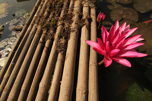 Bamboo bridge with pink waterlilly beside in the pond.