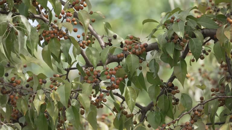 In autumn, the pear trees are full of fruits.