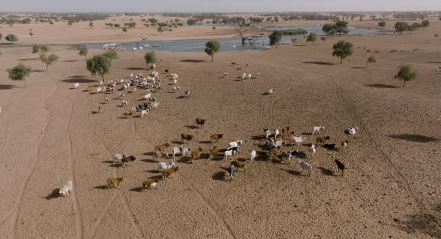 Aerial panning. Herd of Fulani cattle standing around after drinking from the polluted Senegal river in the barren landscape of the Sahel, Sahara Desert, North Africa. Drought, Climate Change, Desertification