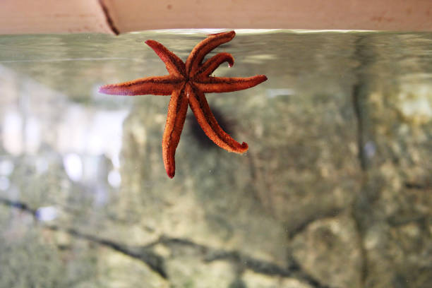 A red starfish trying to escape its aquarium